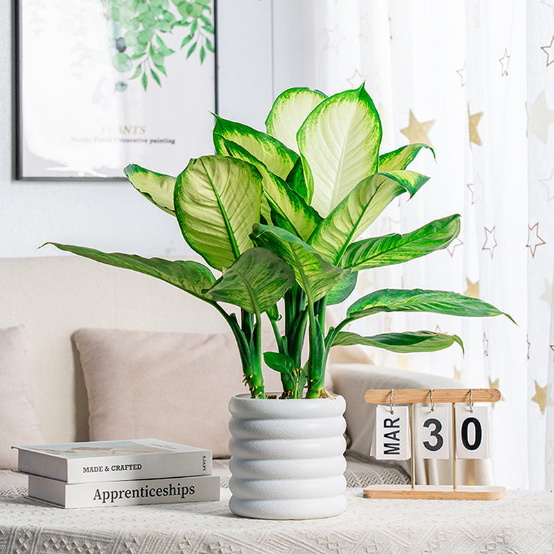 BloomBox | Houseplant pots