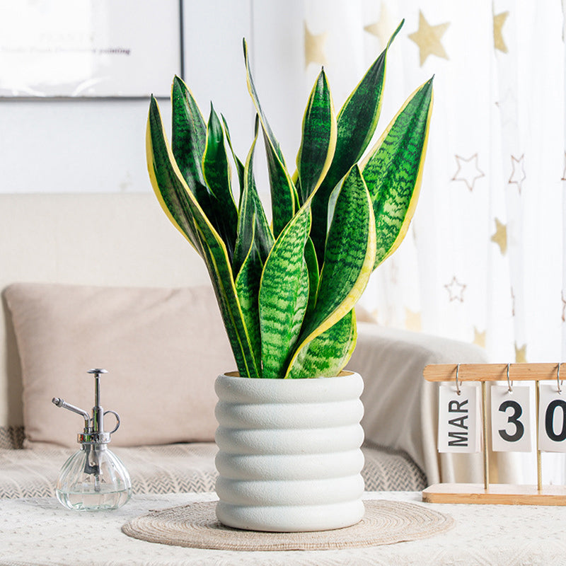 BloomBox | Houseplant pots