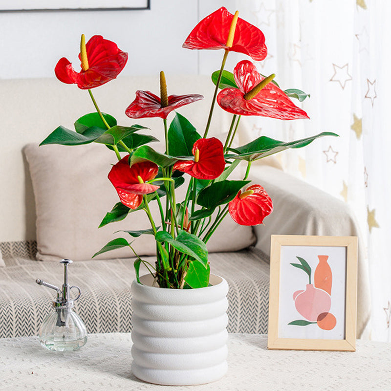 BloomBox | Houseplant pots