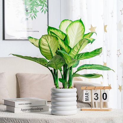 BloomBox | Houseplant pots