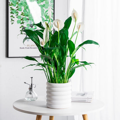 BloomBox | Houseplant pots