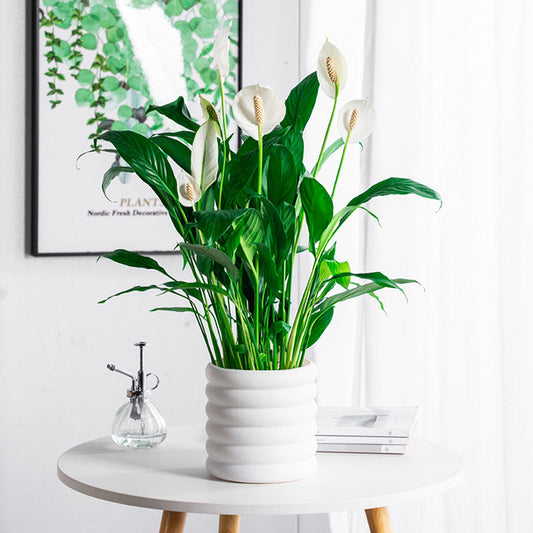 BloomBox | Houseplant pots